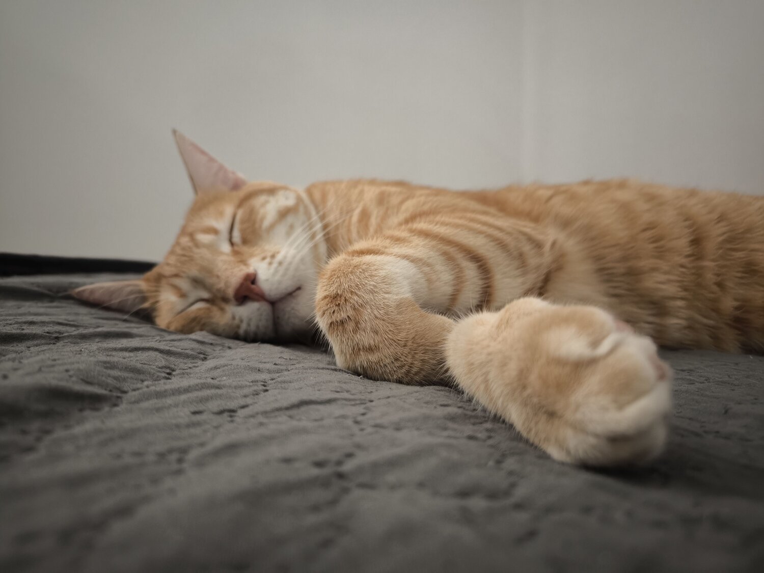 Photo #12664992
