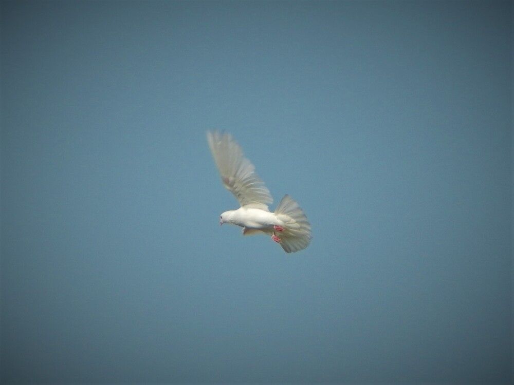 Photograph by Khushi Vashisth