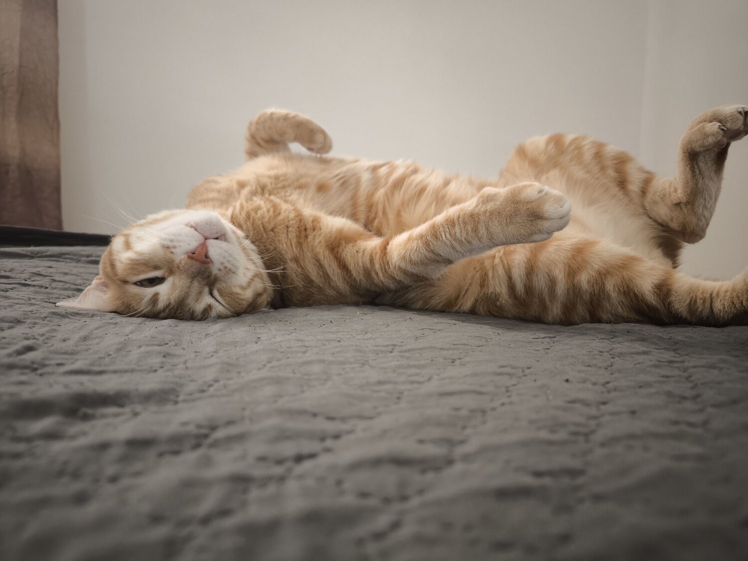 Photo #12665807