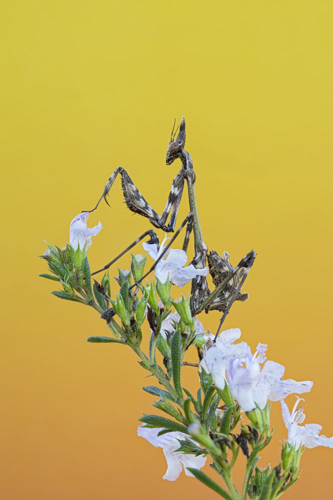 Photograph by Camilla Zocchi
