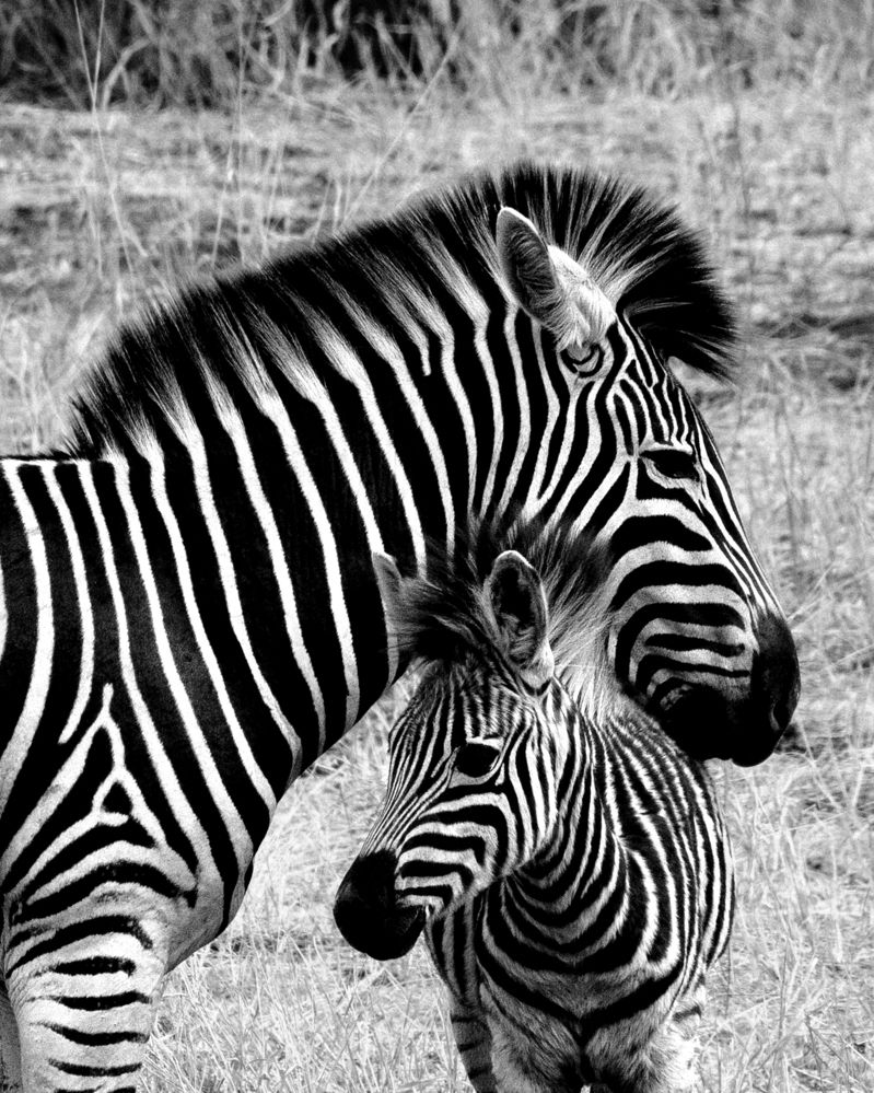 Photograph by JEFFERSON RODRIGUES DE OLIVEIRA E SILVA