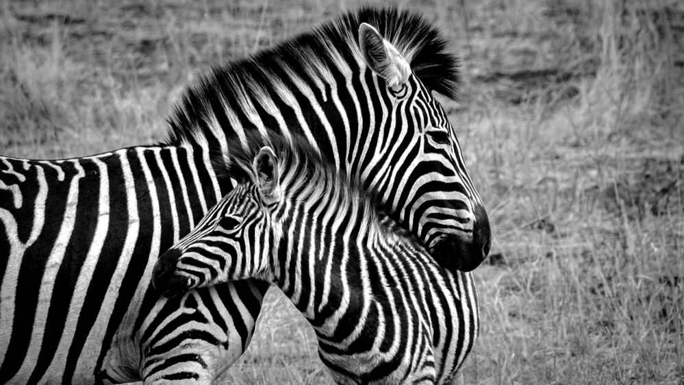 Photograph by JEFFERSON RODRIGUES DE OLIVEIRA E SILVA