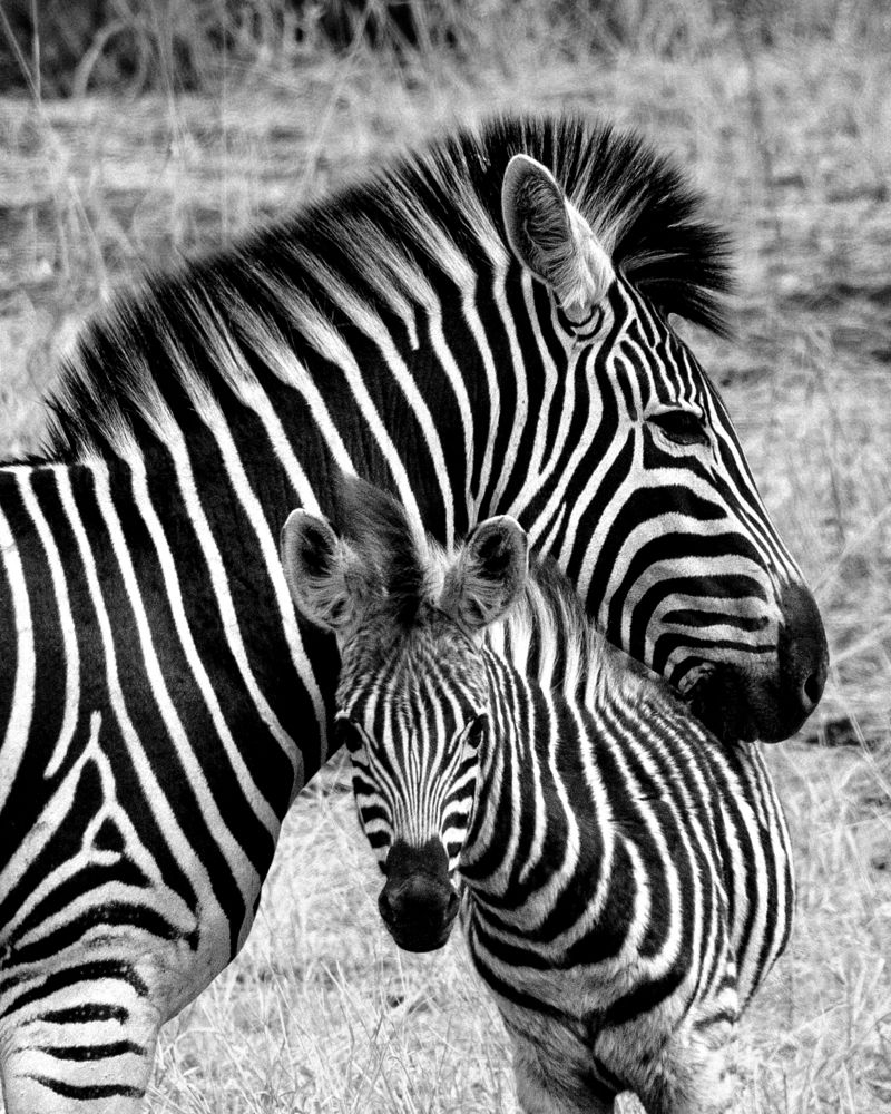 The mother\\\'s love