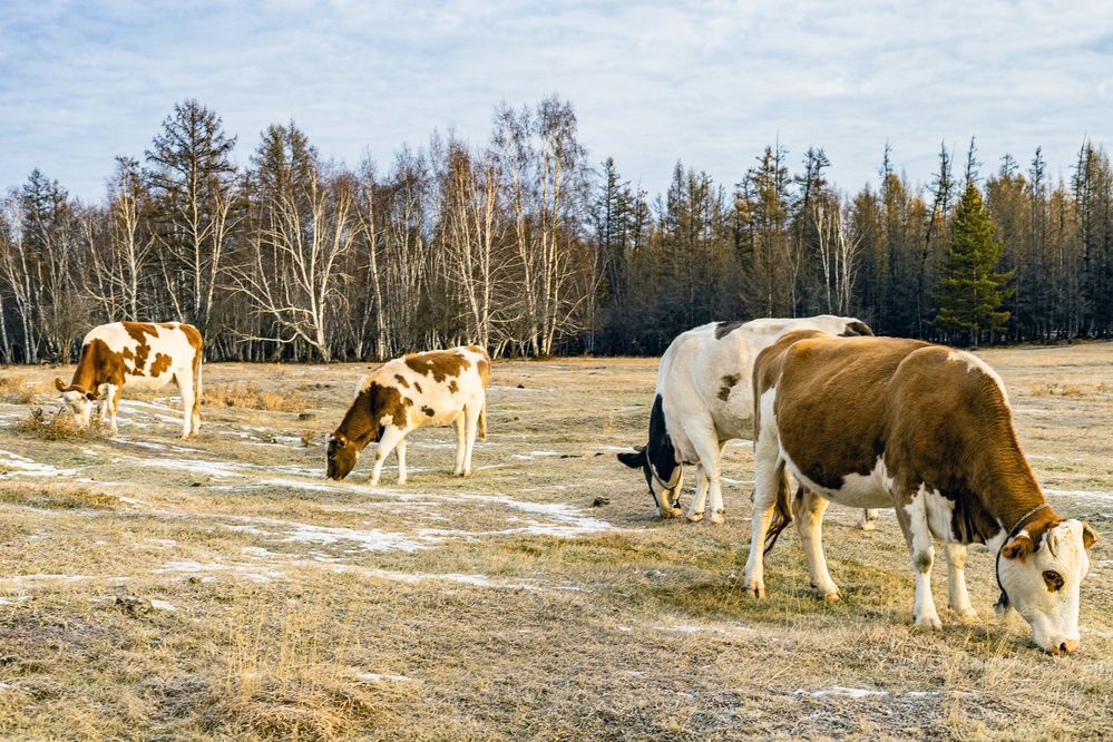 Коровы поздней осенью.