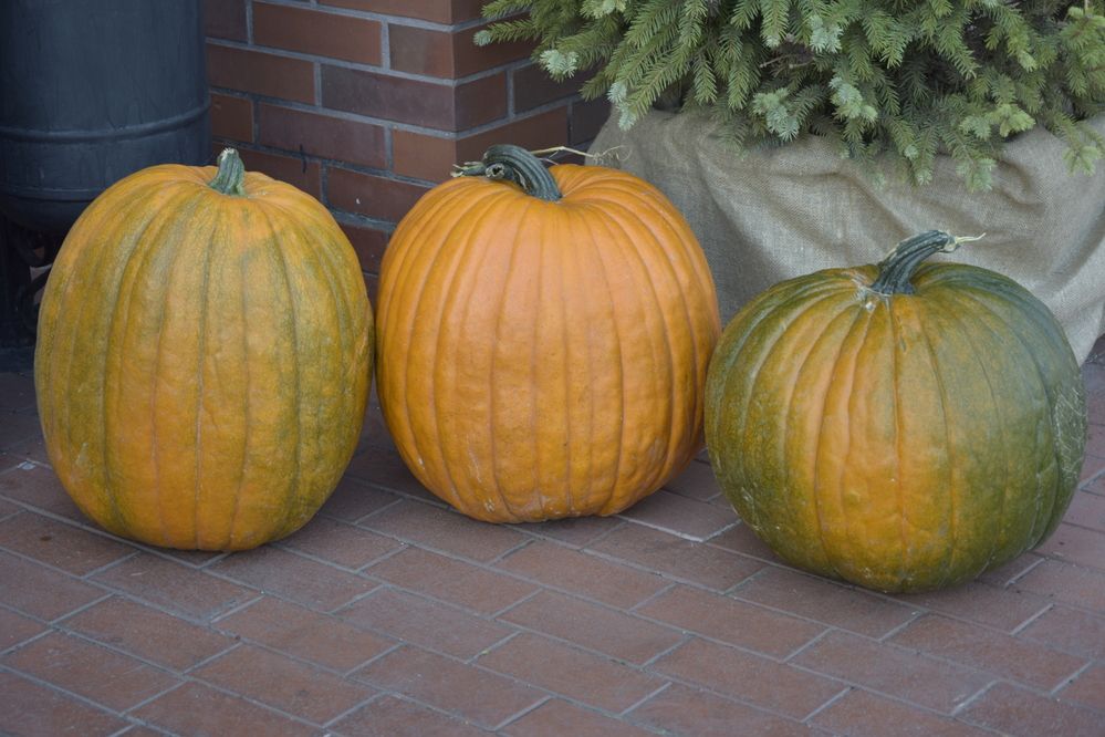 Фотография автора Альбина Хвастунова