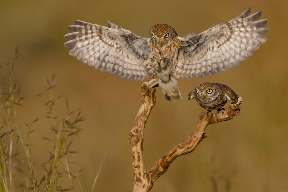 Little owls