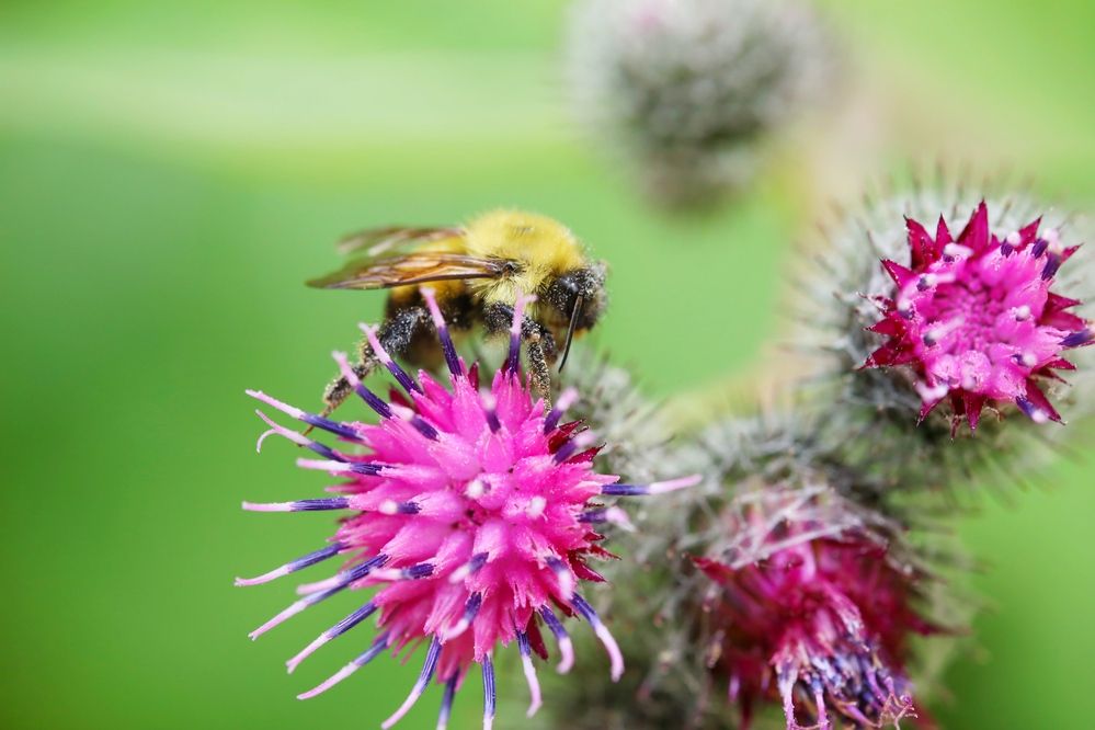Фотография автора Francisco Ethige Silva