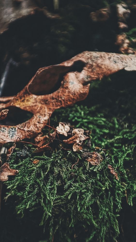 Photograph by Жанна Калашникова