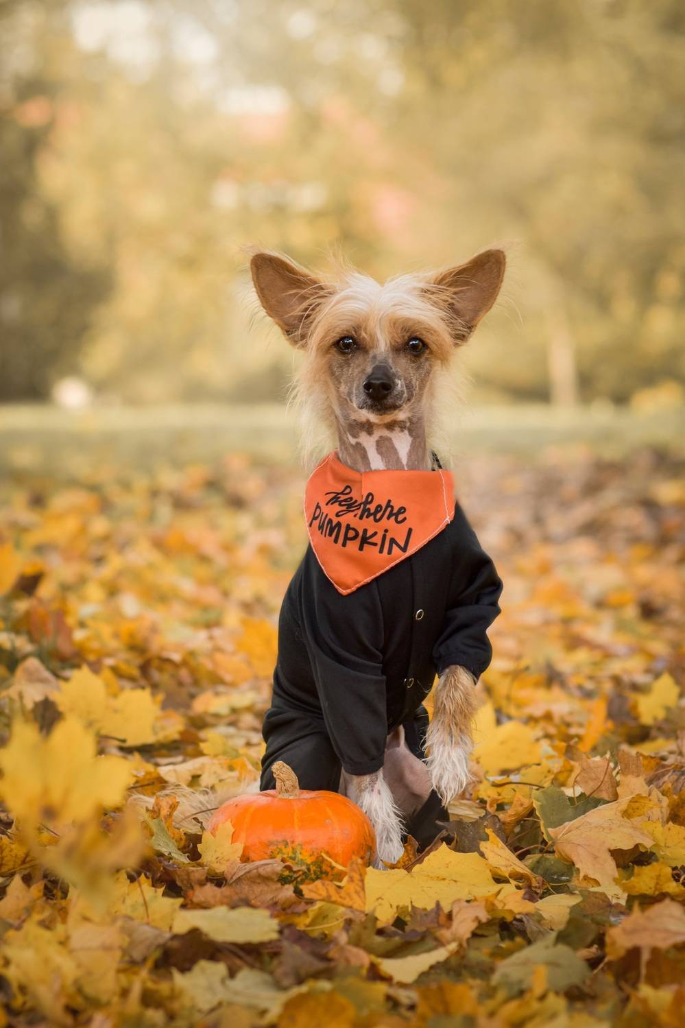 Photo #12667668
