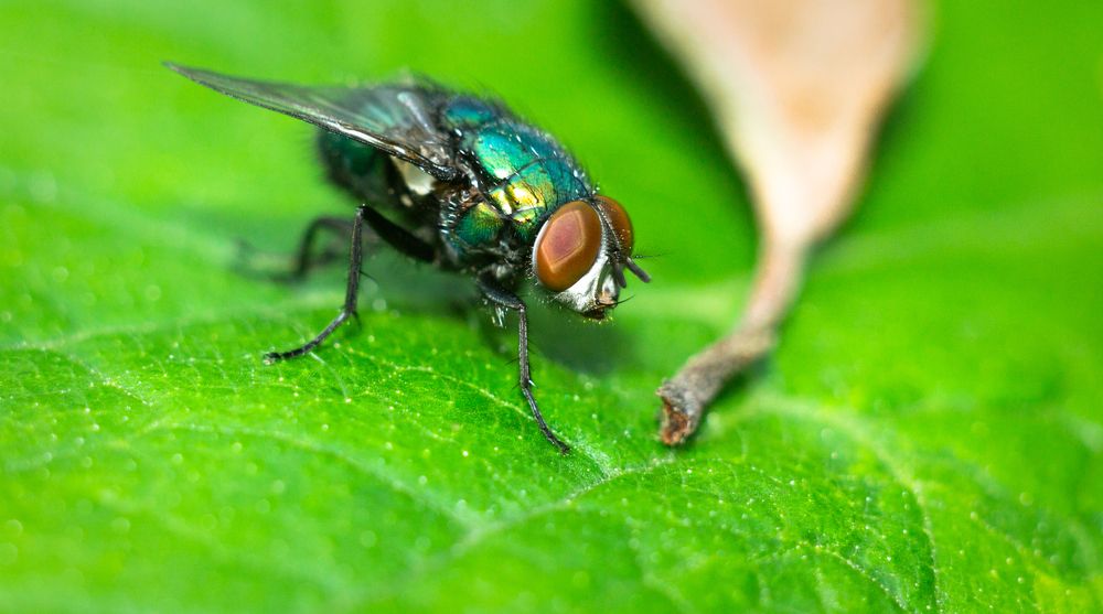 Greenbottle Fly on a leaf
