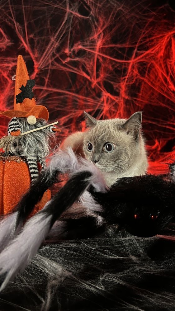 Фотография автора Ирина Павлова