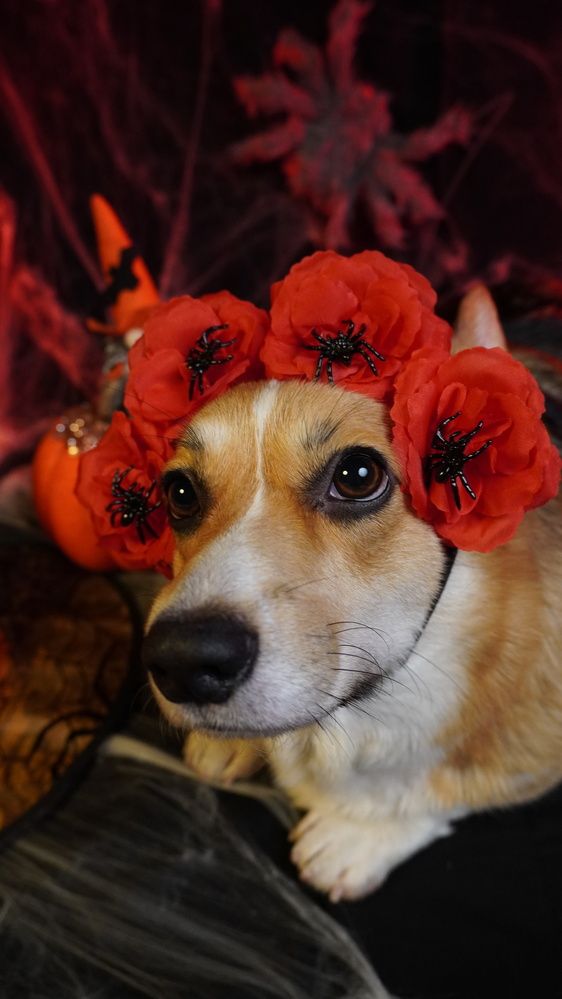 Фотография автора Ирина Павлова