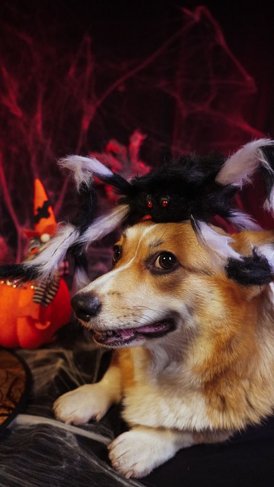 Фотография автора Ирина Павлова