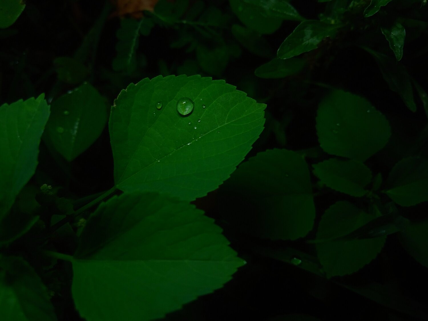 Photo #12668419