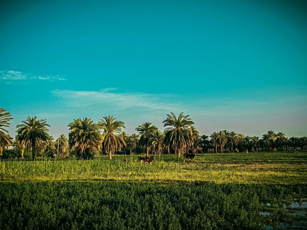 Фотография автора Ghufran Alim