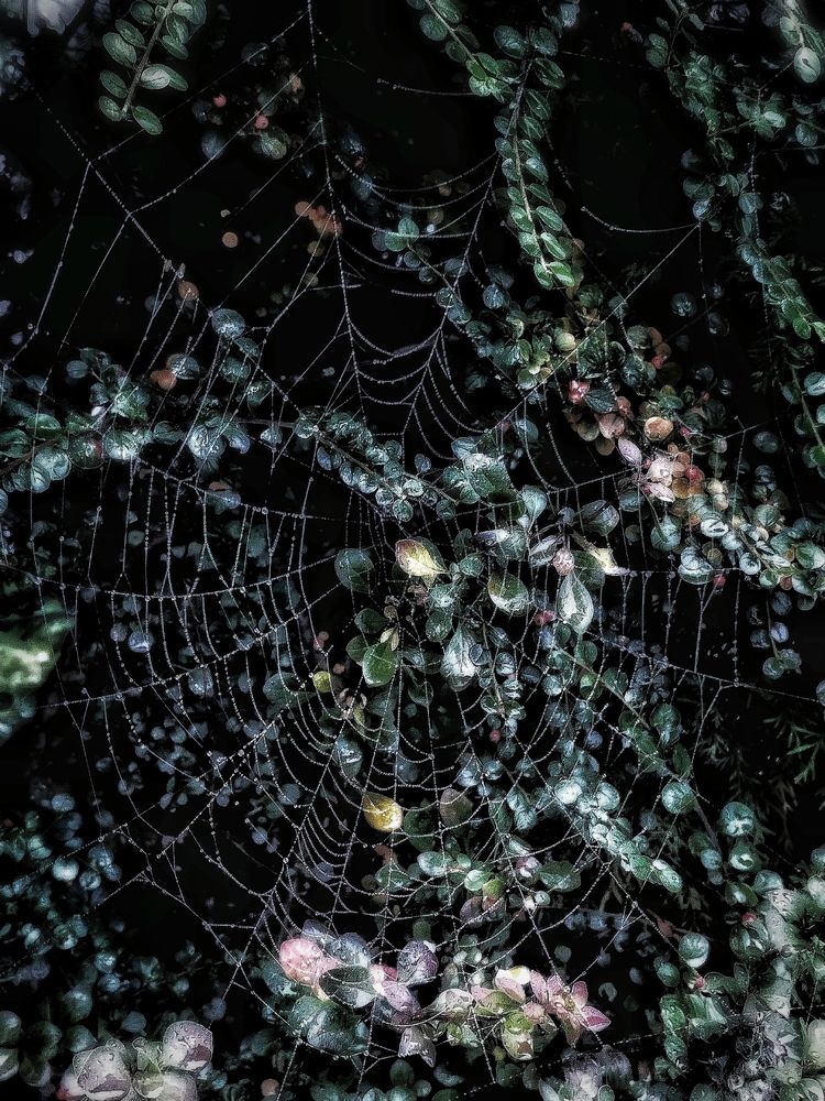 Фотография автора JELENA VASIC