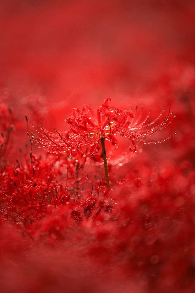 Photograph by Peyan