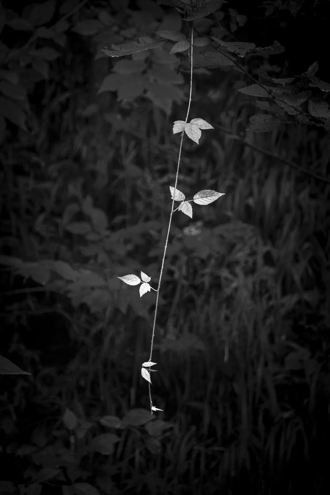 Dancing Branch