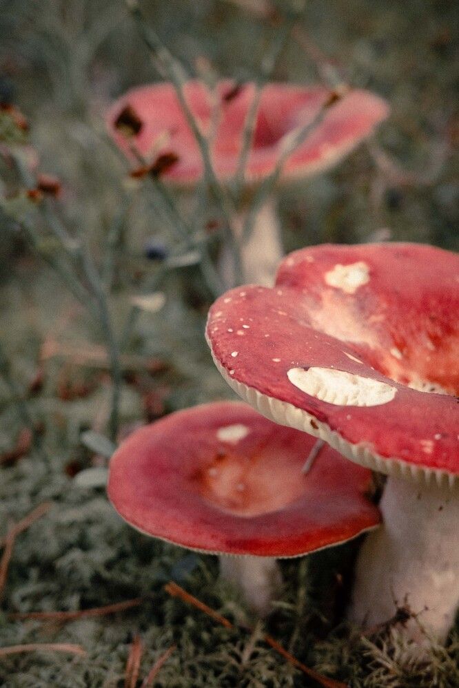 Photograph by Misha Khazov