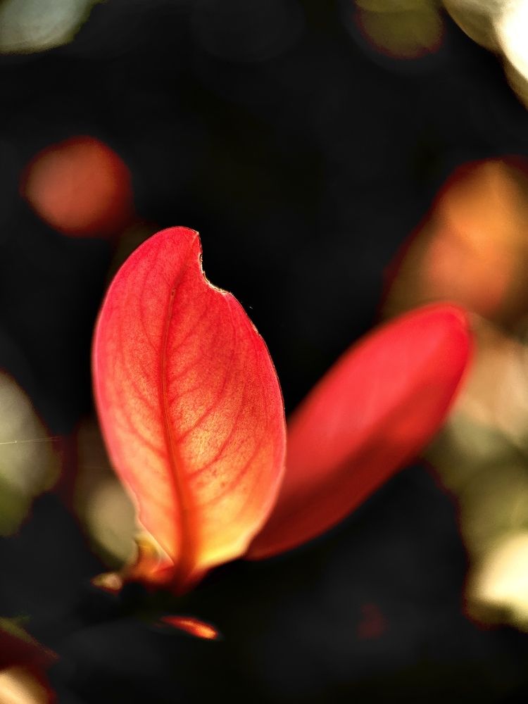 Photograph by Tushar Bhogle