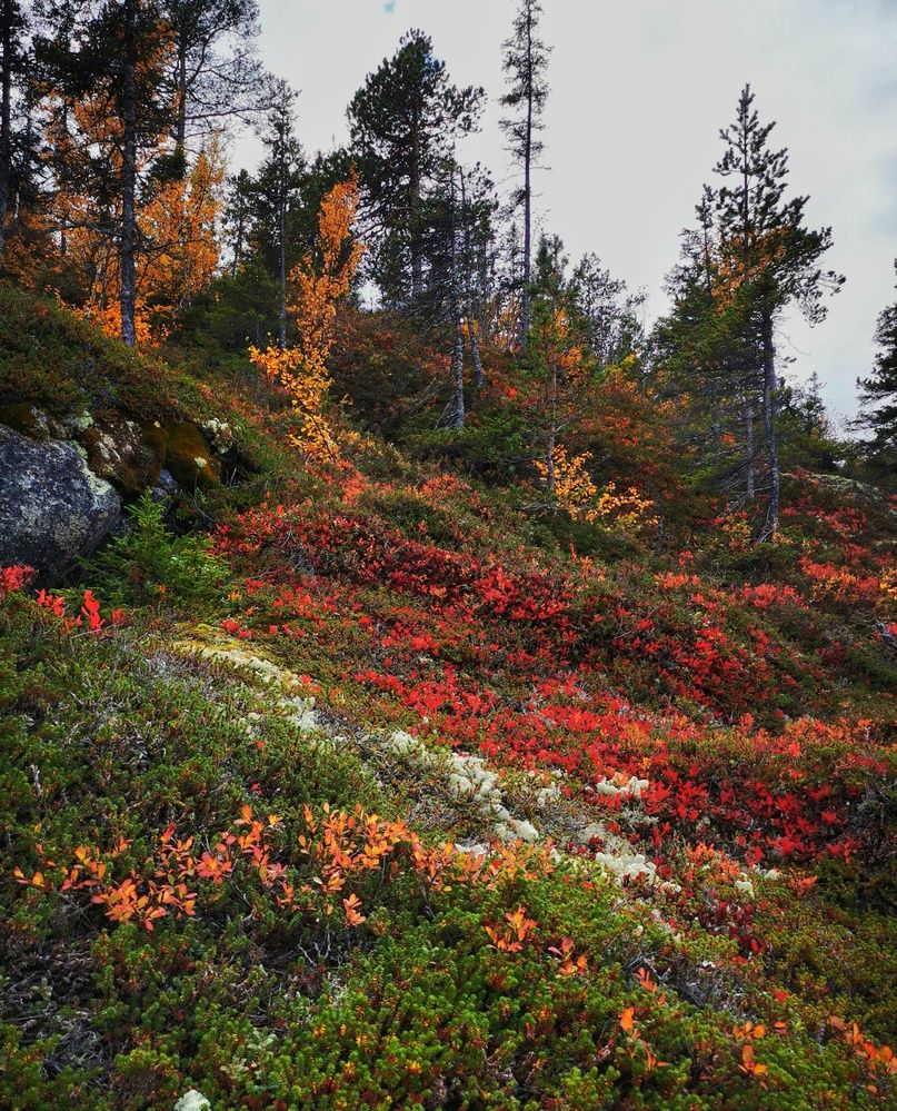 Photograph by Елена Артёменко