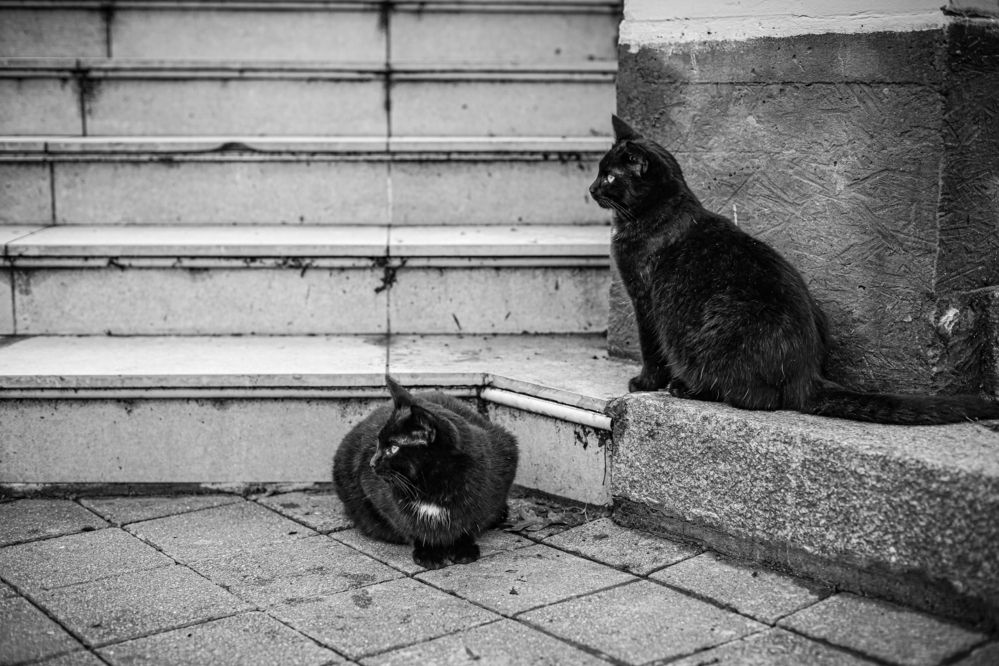 Фотография автора Михаил Лупина