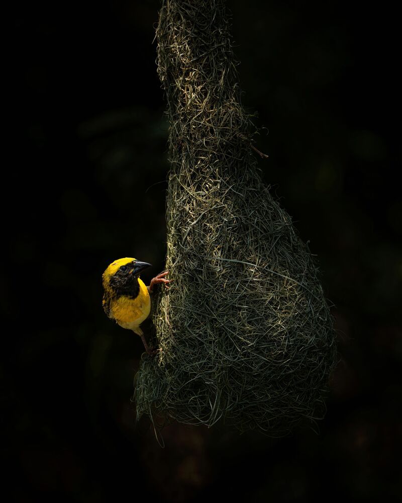Фотография автора mahadevan Arige