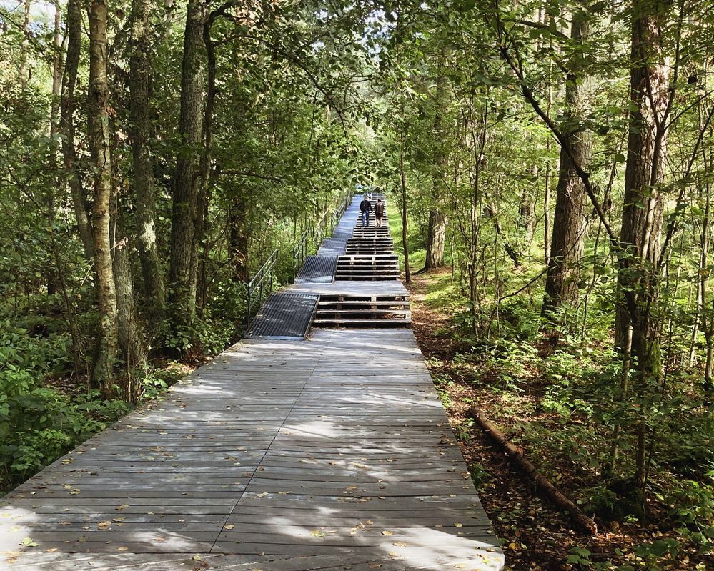 На Куршской косе