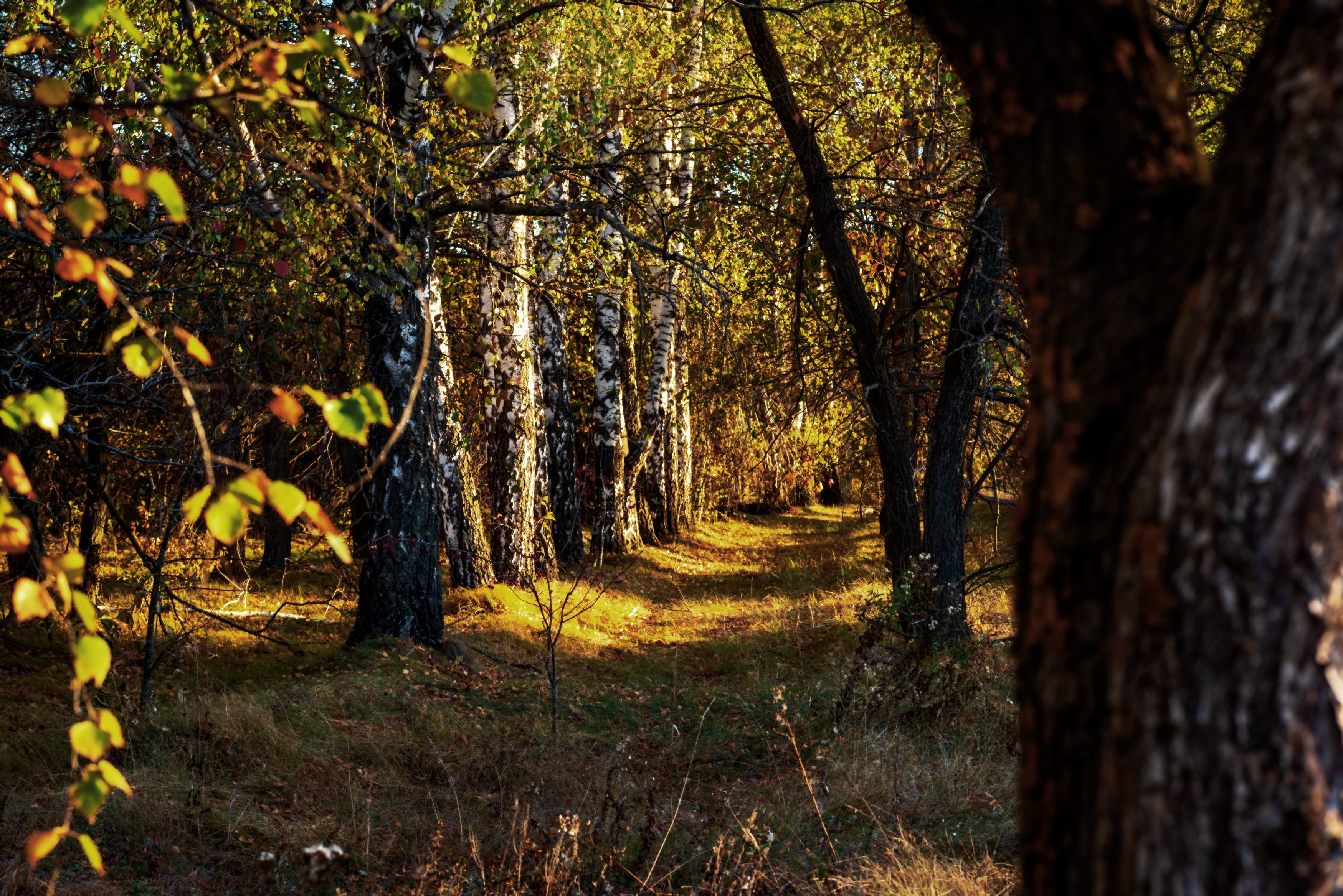 Photograph by Александр Журов
