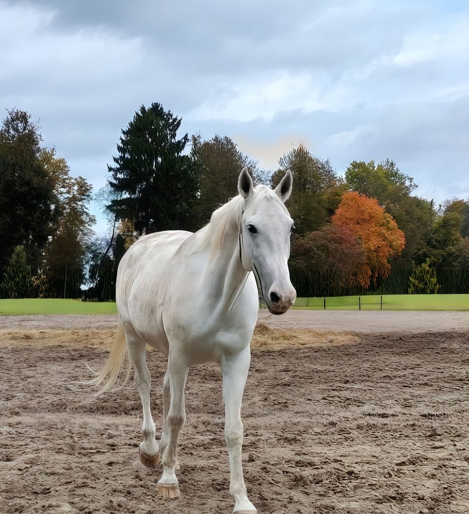 Лошадь & осенние краски