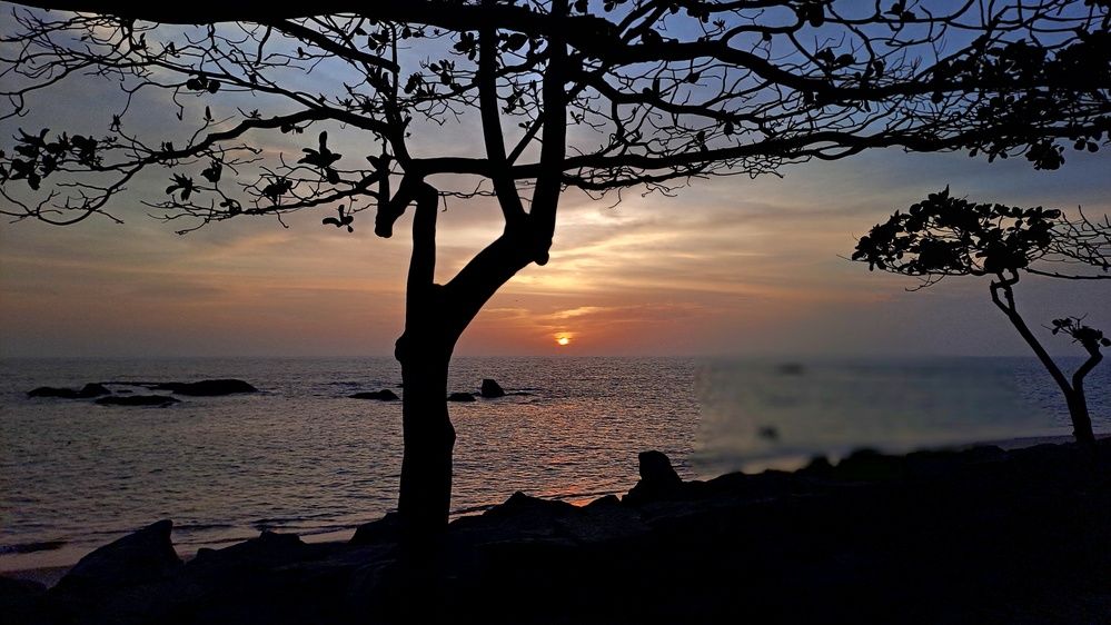 Beautiful Sunset, tree, natural mobile Photography