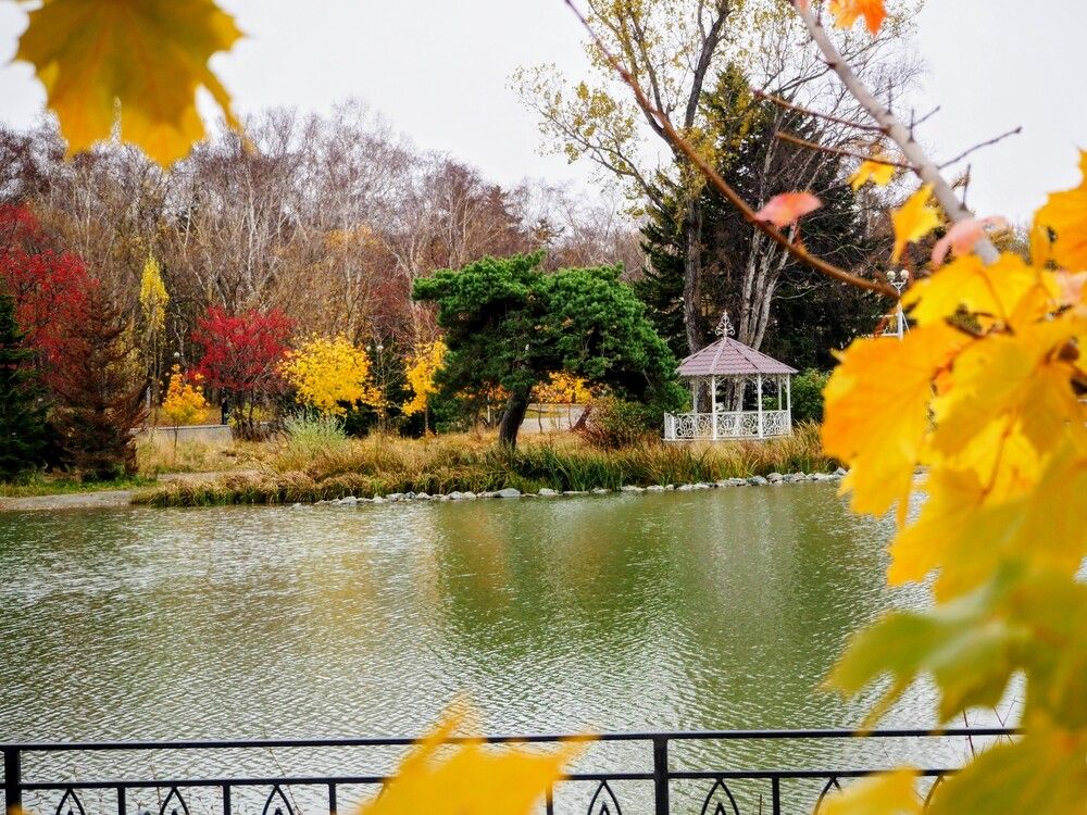 Кленовый виньетка