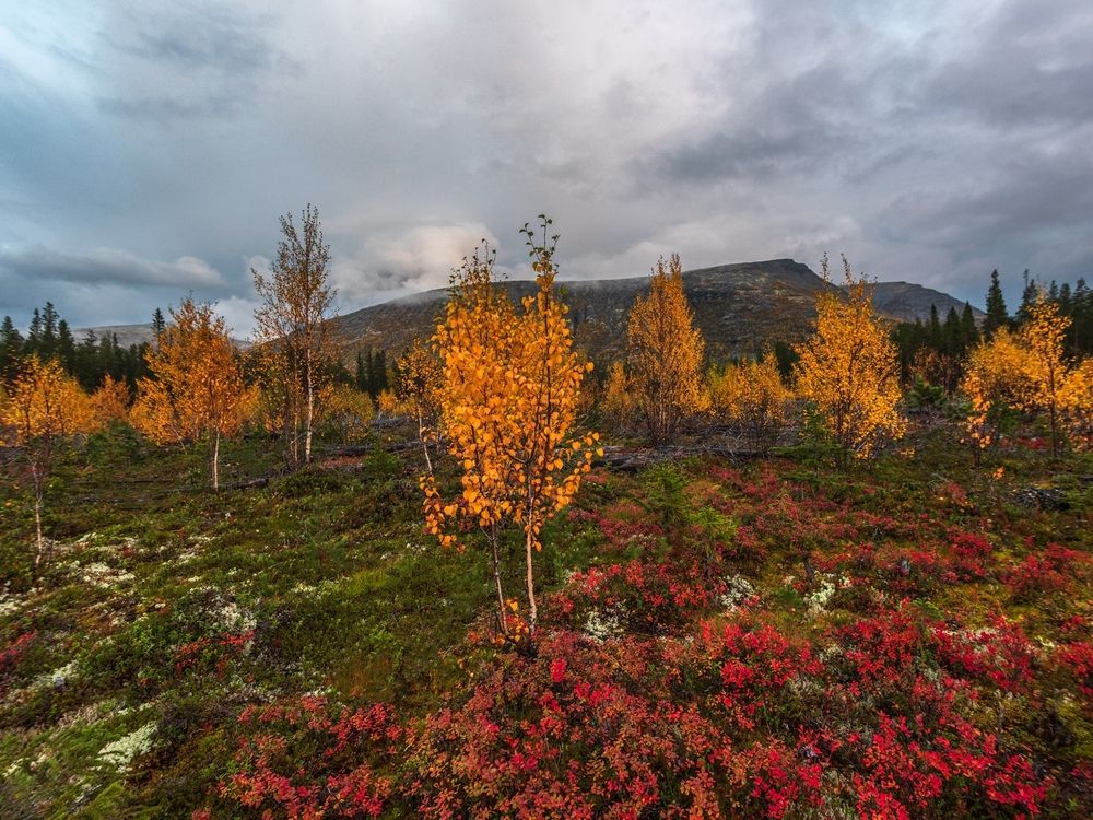 Photograph by Ольга Крицак