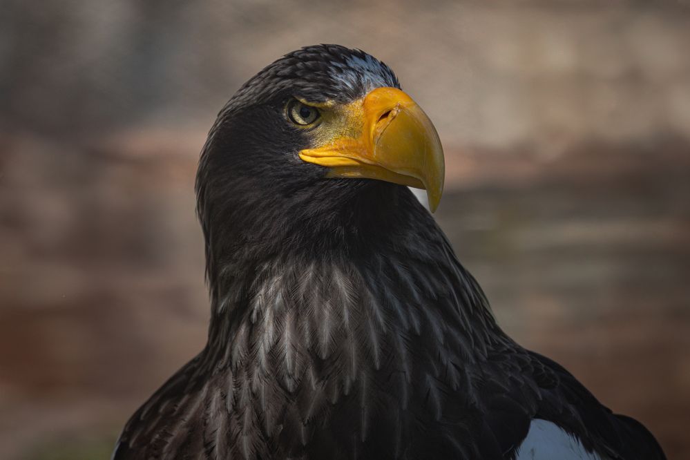 Photograph by Александр Шандов