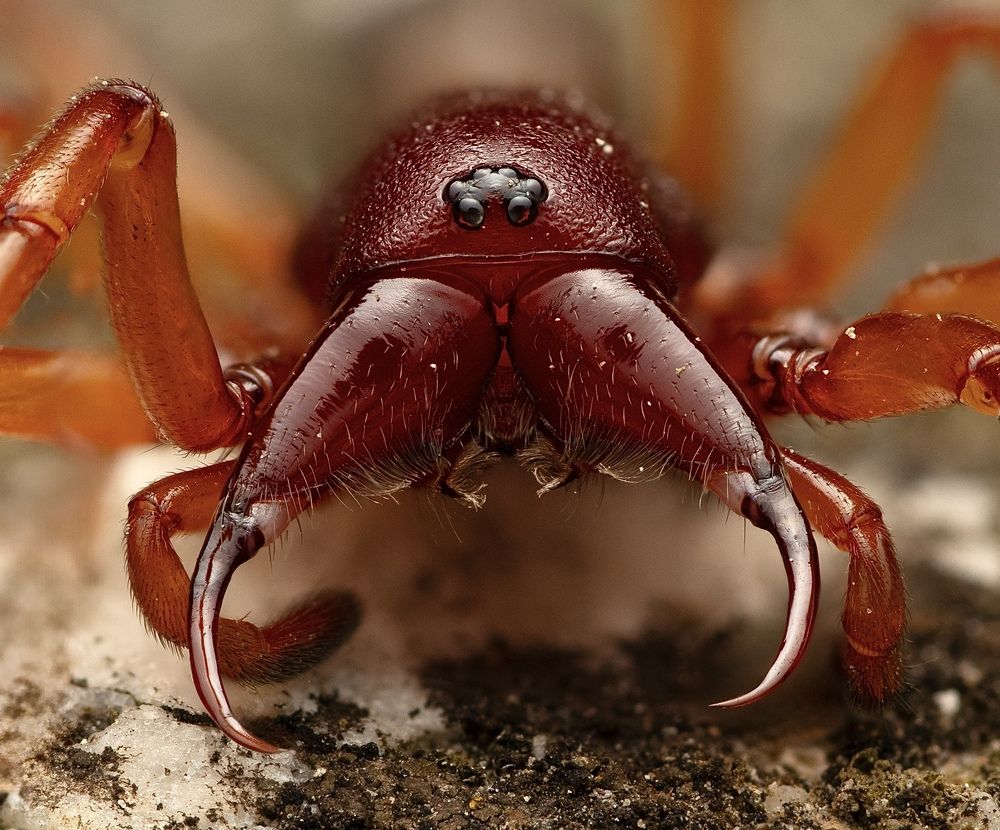 Фотография автора Eduardo Salvador Cabrera