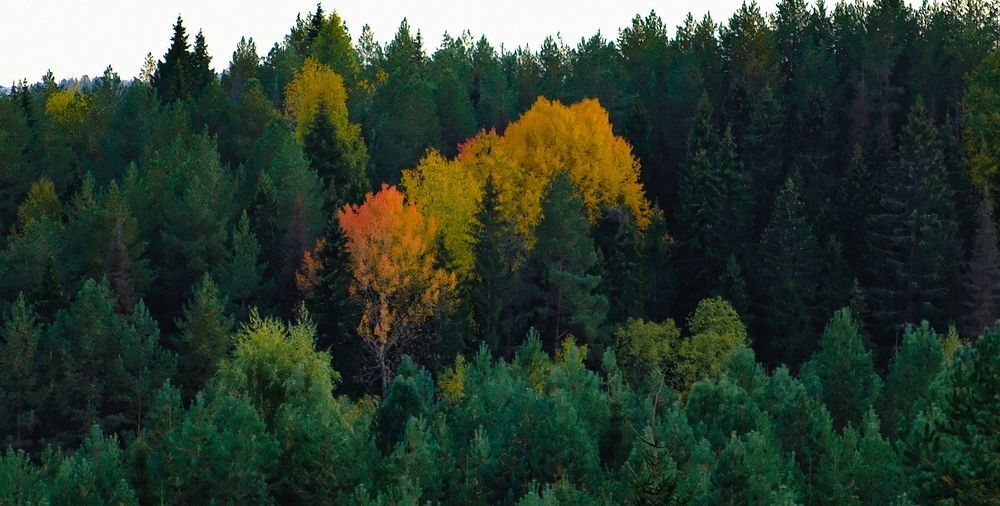 Photograph by Ксения Широбокова