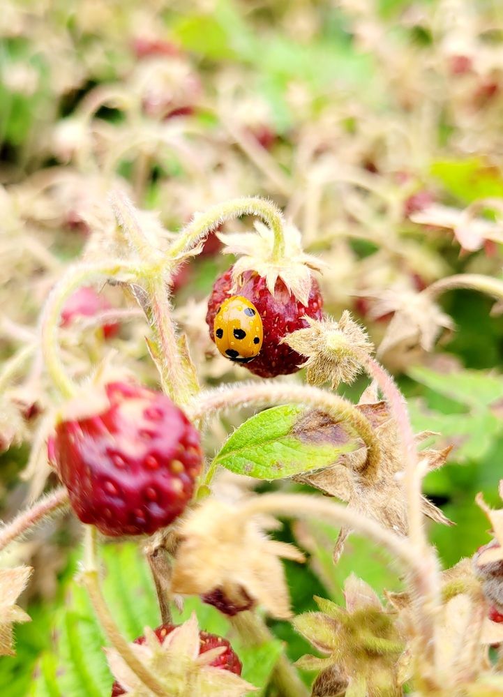 Photograph by Елена Юрьевна Прохорова