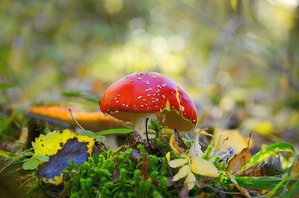 Photograph by Соколова Елена