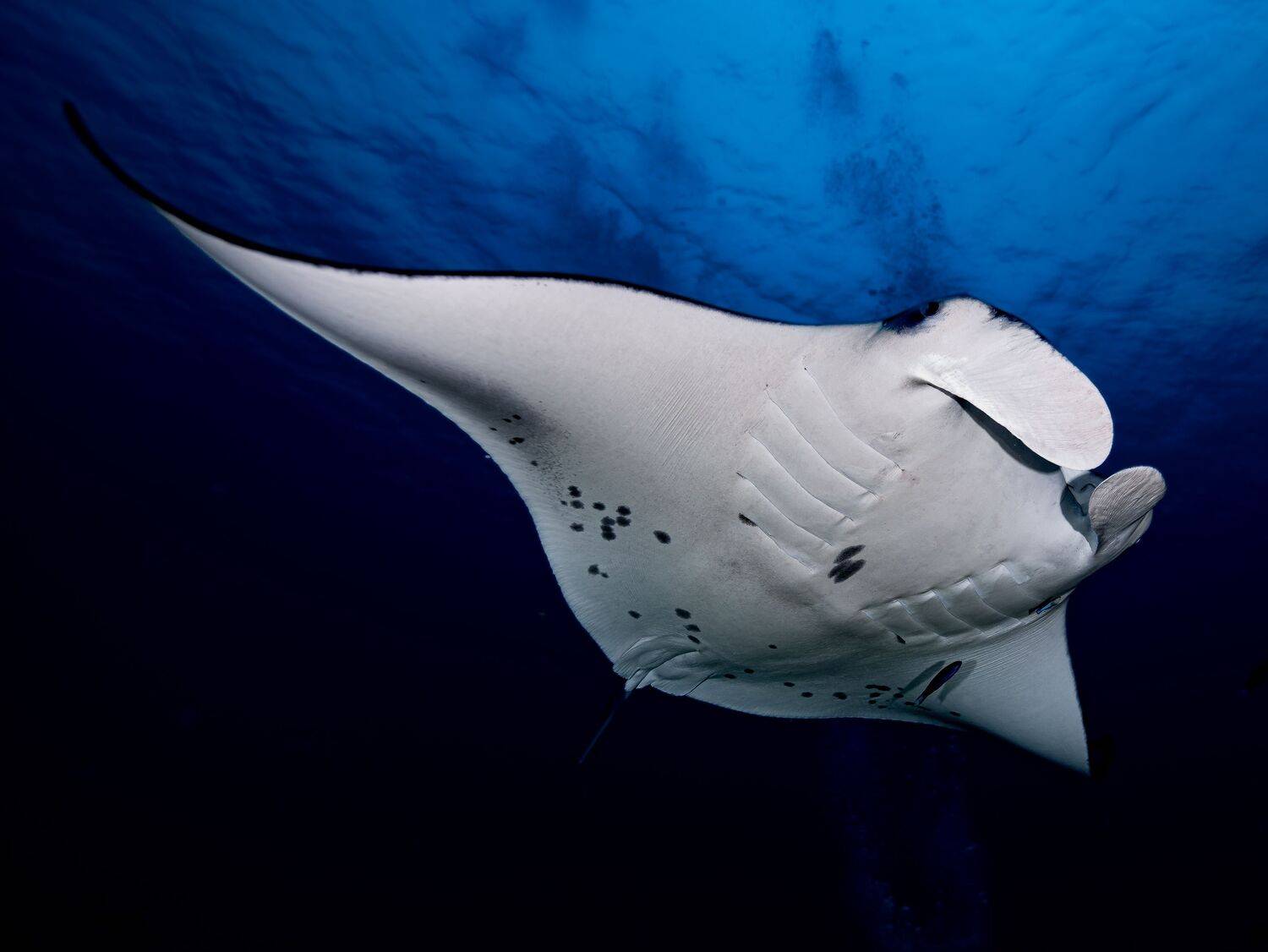 Фотография #12675207