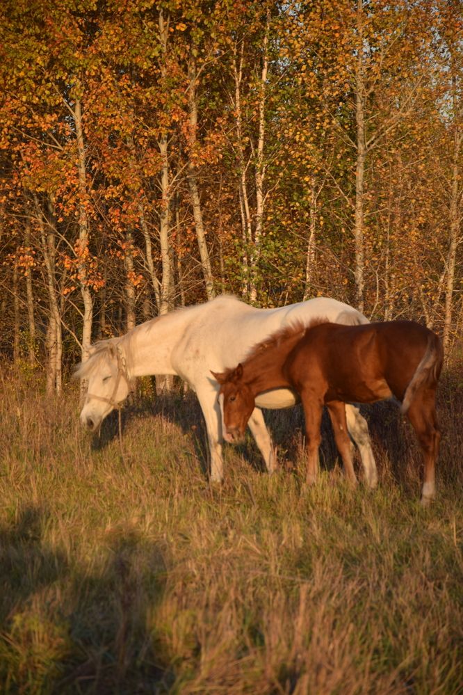 Фотография автора Анастасия Короленко