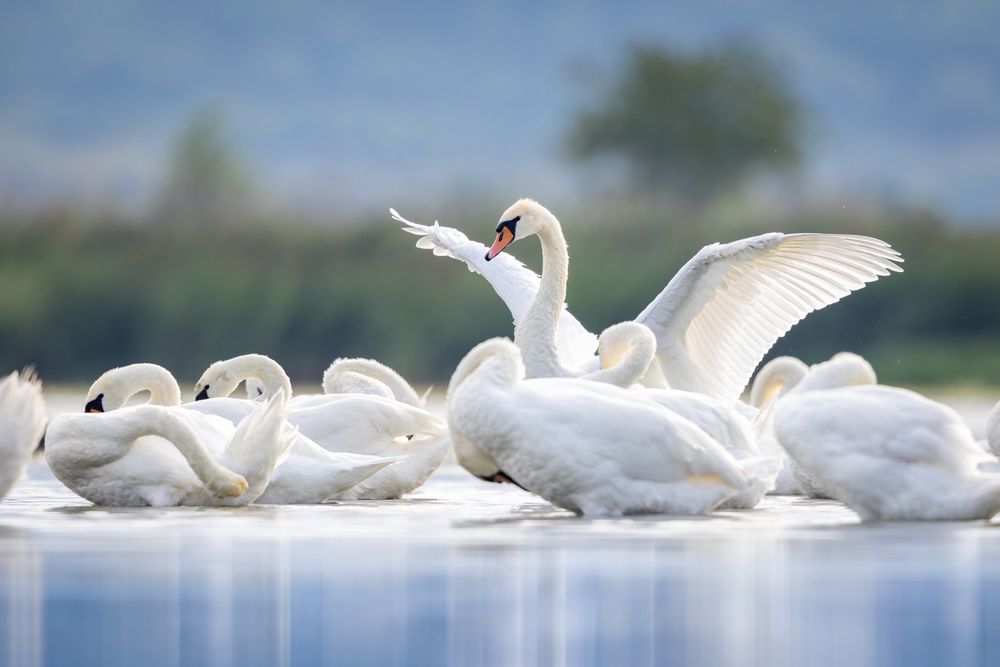 Photograph by Szekely Janos