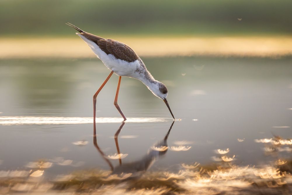 Photograph by Szekely Janos