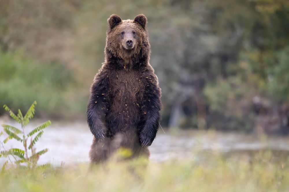 Photograph by Szekely Janos