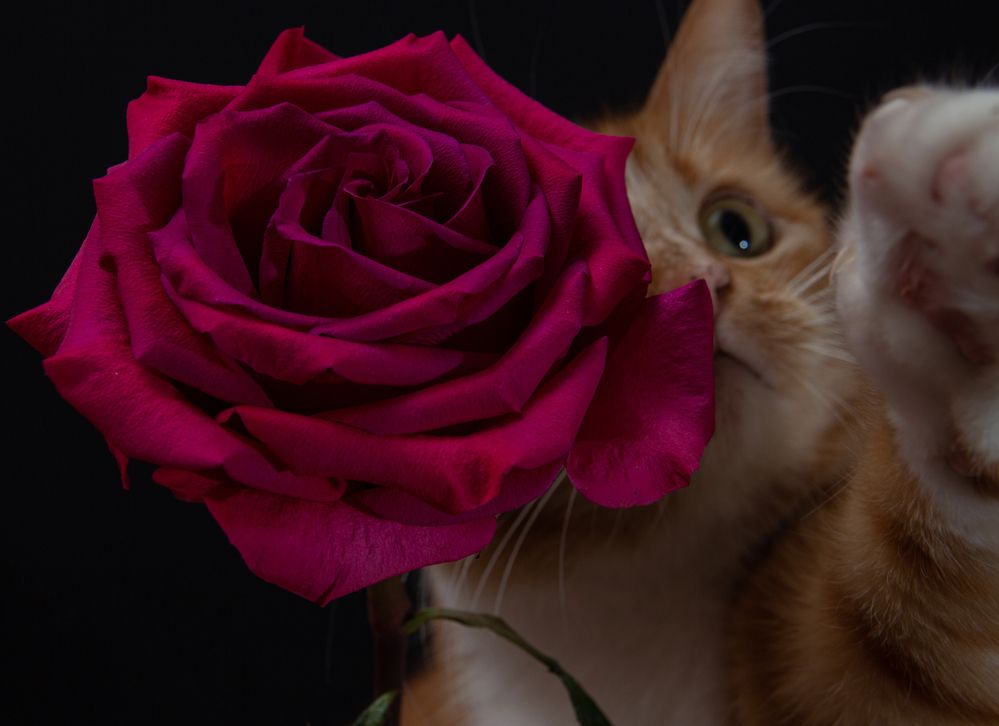Photograph by Сергей Плеханов