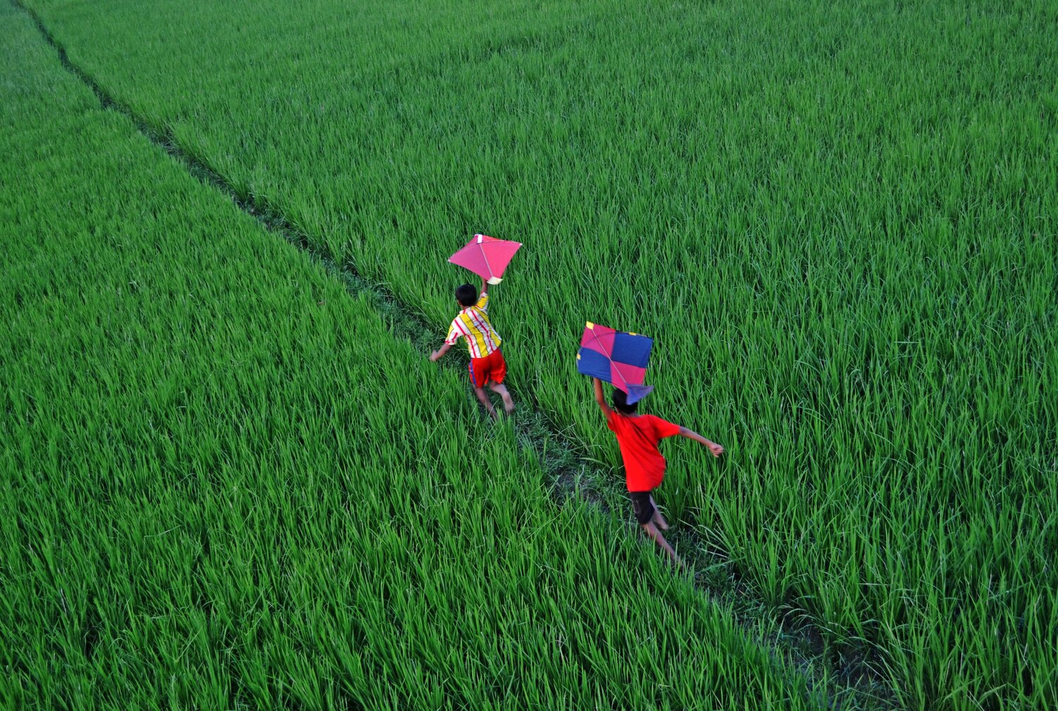 THROUGH THE GREEN FIELD
