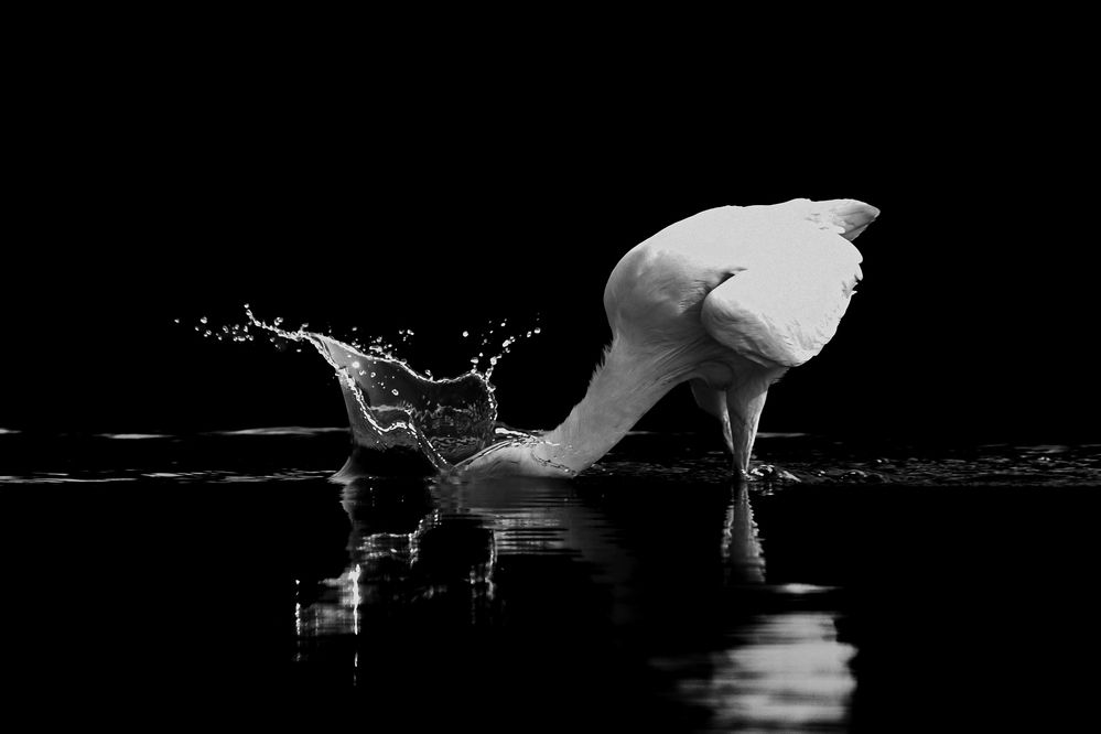 The Hunting Egret