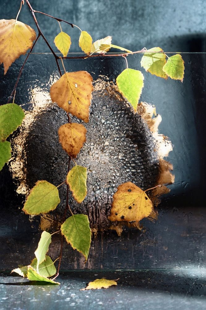 Подсолнух в дождливый день