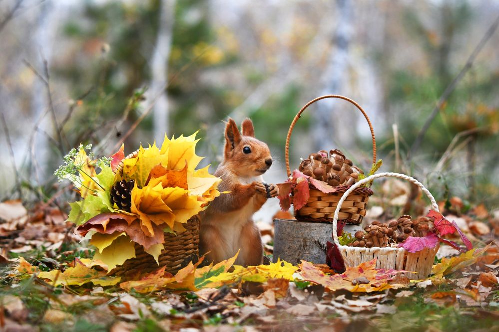 Осенние находки