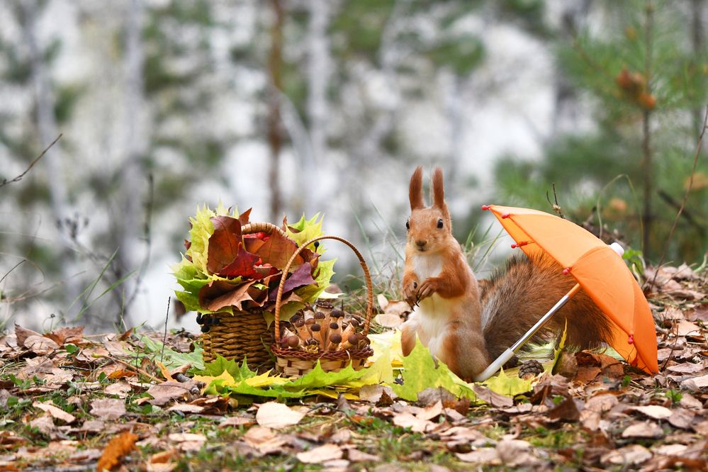 Рыжая осень