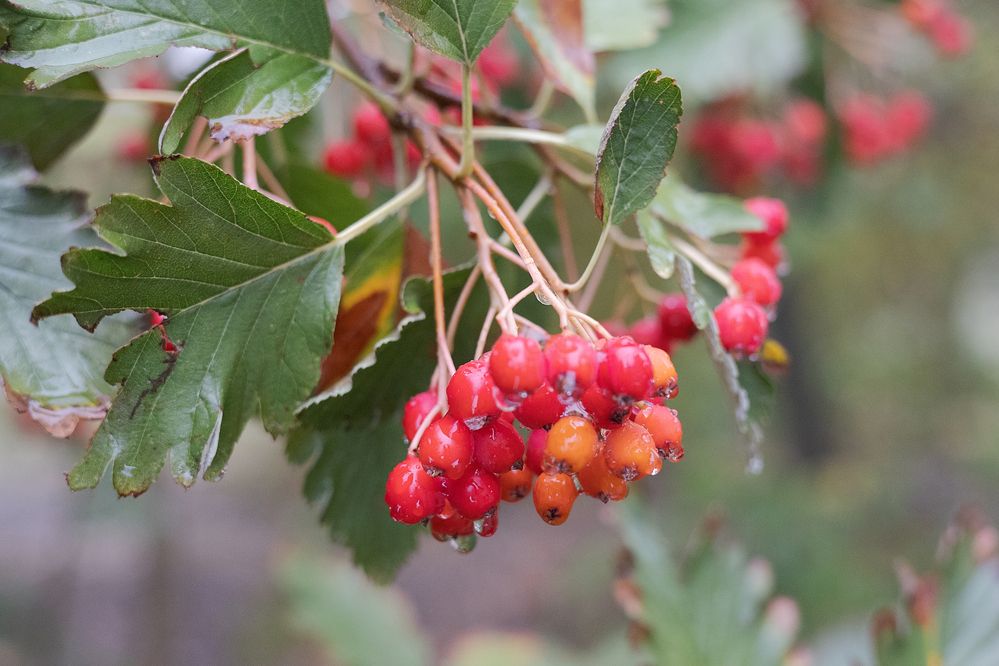 Photograph by Ирина